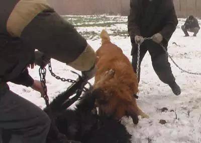 比藏獒更凶的俄国高加索犬: 一口咬死藏獒, 30秒结束战斗