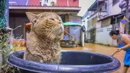 主人给橘猫一个方形箱子,它躺进去之后,没想到硬生生撑成了圆形