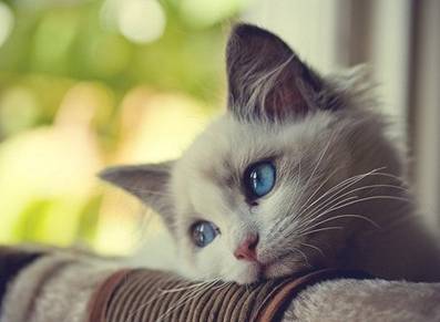 怎么能让猫变得温顺点?我家猫咪不让抱又抓又咬的太可怕了.