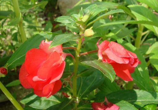 一种常见植物,灰指甲的天敌你知道吗