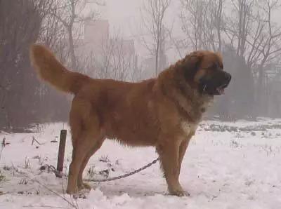比藏獒更凶的俄国高加索犬: 一口咬死藏獒, 30秒结束战斗