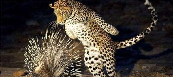 豪猪扎伤花豹、狮王和鳄鱼, 隔着屏幕都感觉疼, 唯有平头哥能治它