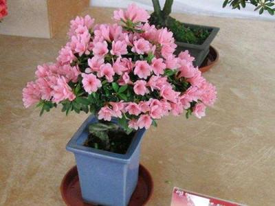 怎样用水果皮沤制有机花肥?一个油桶就能够了