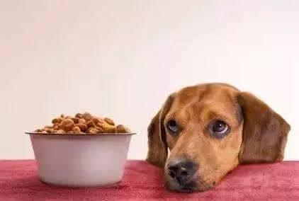 狗狗不爱吃饭怎么办？