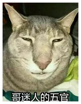你见过最丑猫啥样?这些猫真的可以直接做表情包了……哈哈哈!