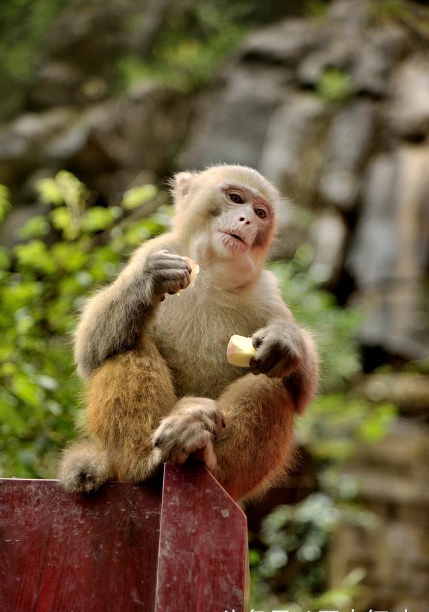 近距离摄影:巴中山里的猴子,猴社会很有趣
