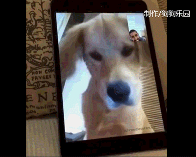 视频通话时,金毛狗狗发现主人被困在屏幕,着急惨了