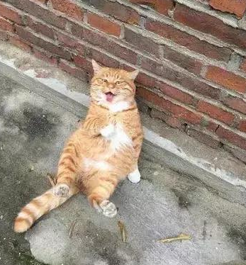 橘猫瘫坐着晒太阳,它的表情舒服得像个大爷,路人一看笑喷了