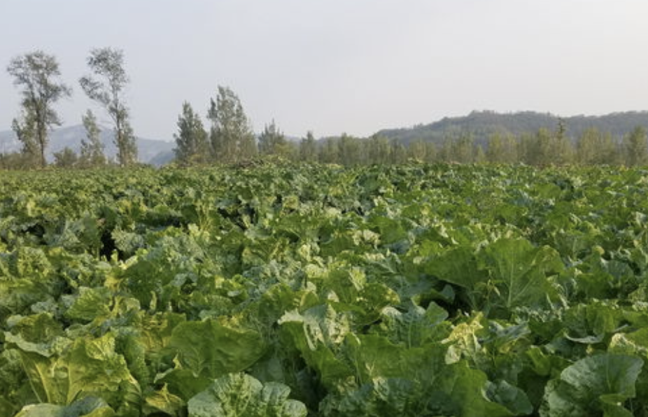 洛阳黄河神仙湾休闲农业旅游度假区征集产品L