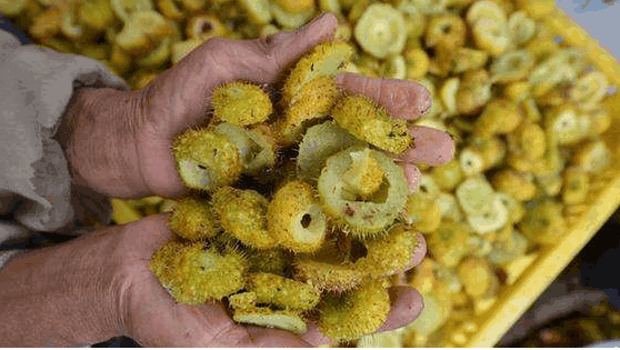 刺梨泡酒喝的功效和作用