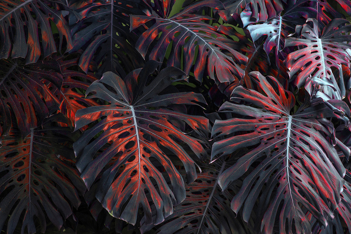 在一个充满幻想的植物王国，摄影师Al Mefer为叶子披上奇异的色彩！|植物王国|摄影师|幻想_新浪新闻