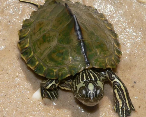 我滴个龟龟!你们可真秀,来看看你都认识哪些地