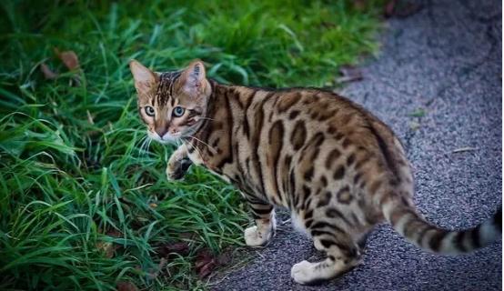 太羡慕了!网友在楼下偶遇价值上万的豹猫，没想到就跟着回家了