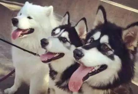 二哈被泰迪打伤送进医院,躺在病床上一动不动,可二哈的表情绝了