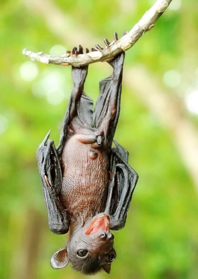 如果你认为蝙蝠是可怕的, 这些照片会改变你的想法