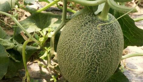 瓜中之王西州蜜瓜多少钱一斤?怎么挑选?和哈