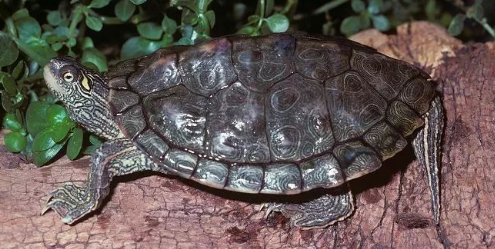 我滴个龟龟!你们可真秀,来看看你都认识哪些地