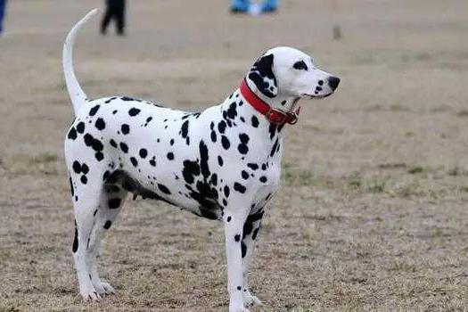 斑点狗爱看动画片,主角也是斑点狗,迪士尼已成