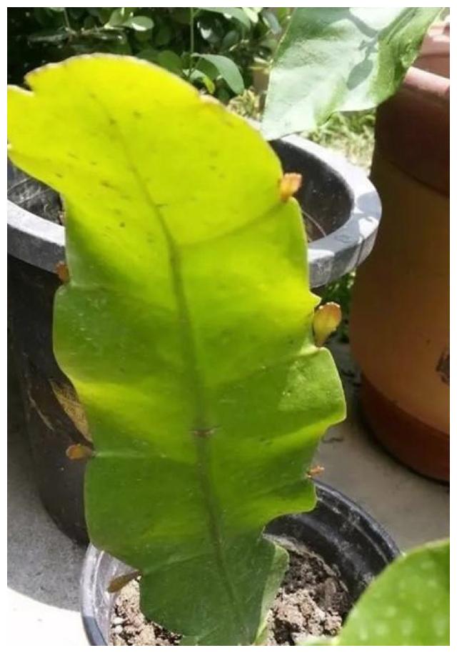趁着国庆,这11种"叶插"植物,掰一瓣叶子放土上,30天长