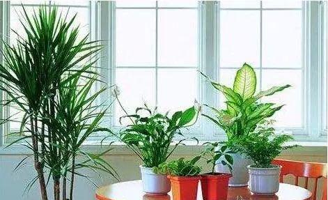 养花技巧:夏季家里植物中暑蔫了怎么办呢?
