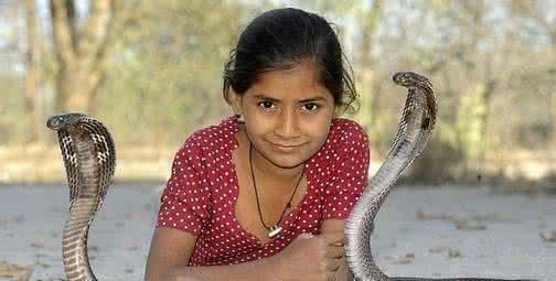 眼镜王蛇VS黄金眼镜蛇, 到底谁最厉害? 答案毫无悬念