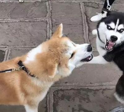 狗狗隔着玻璃门吵架,萨摩耶一激动将门撞坏,金毛见状撒腿就跑