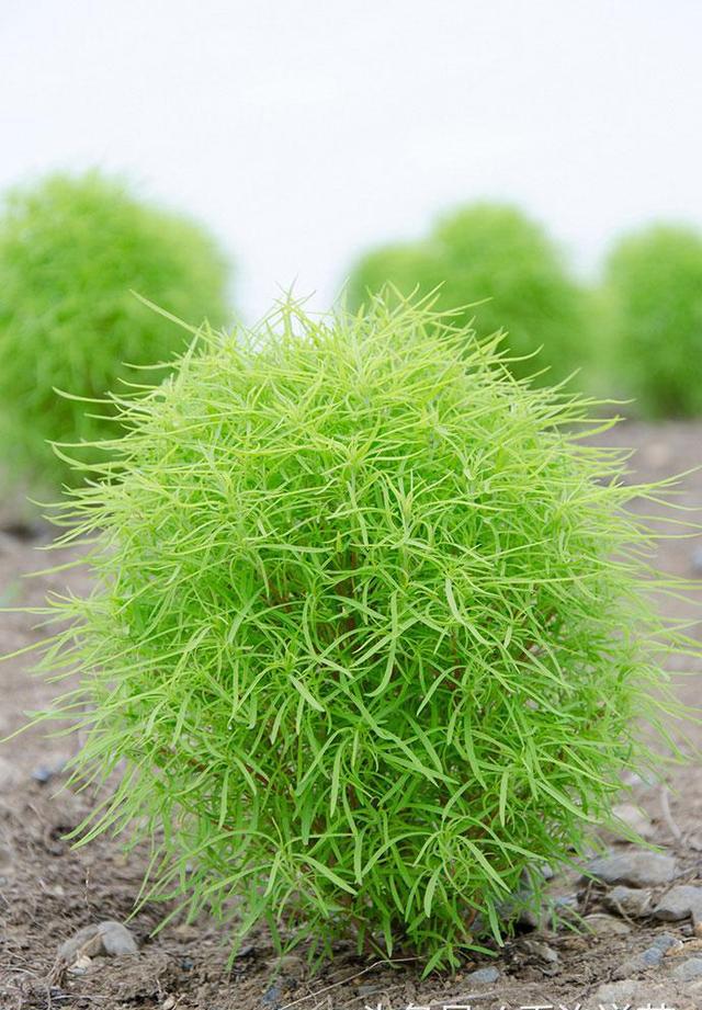 奇妙花世界|日立海滨公园的秋天