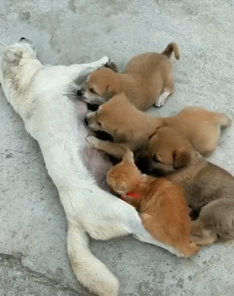 猫咪和狗狗们抢奶喝,猫咪:别拽我,小狗:起开,你个蹭饭的