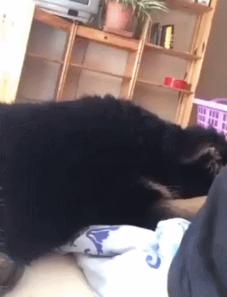 德牧这样训之后，简直就是犬中之王！