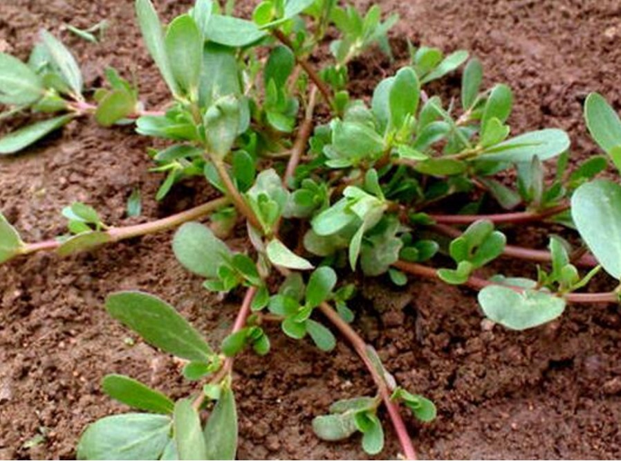 陕西农村人都爱吃的6大野菜, 荠菜不说了, 别的