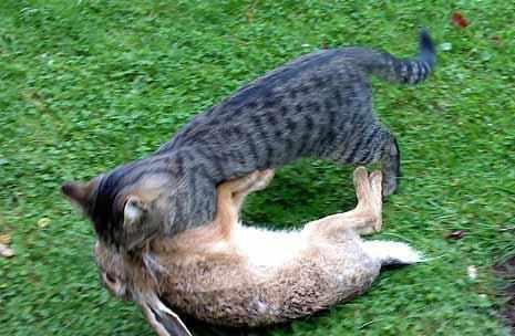 猫咪和兔子能一起养吗?