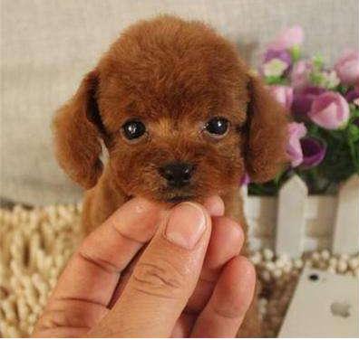 泰迪犬训练的最佳时间,不容错过!