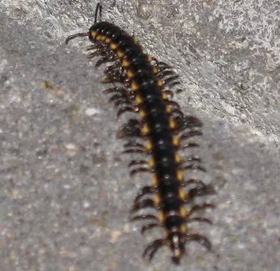 为啥虫子进房间就变讨厌了？...