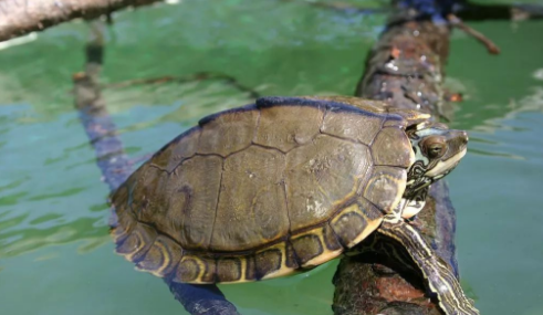 我滴个龟龟!你们可真秀,来看看你都认识哪些地