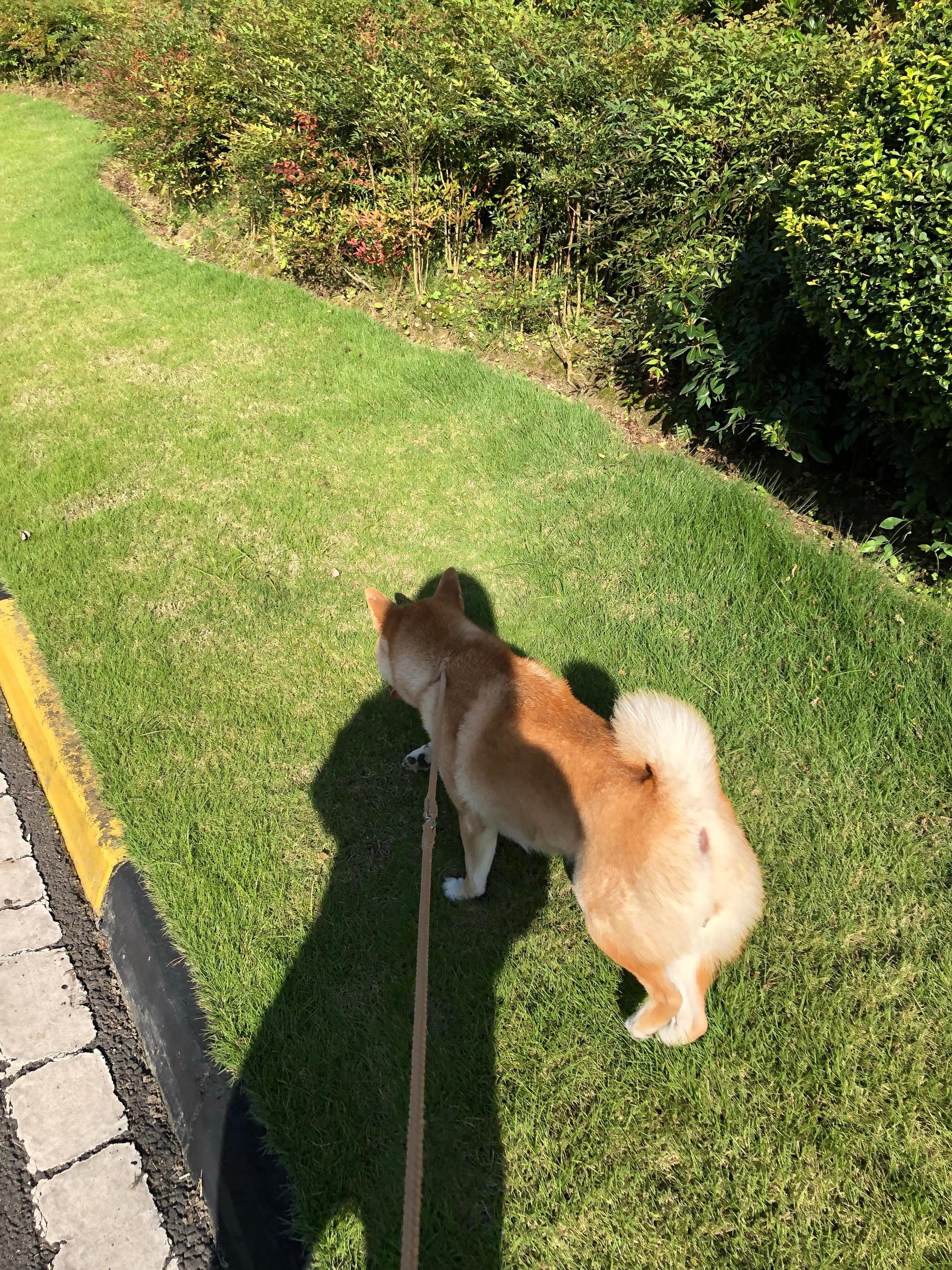 胖妹妹出门溜达