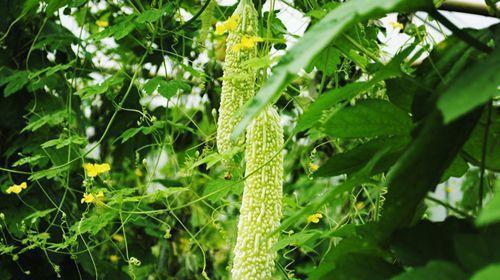 苦瓜炒鸡蛋到底能不能吃?