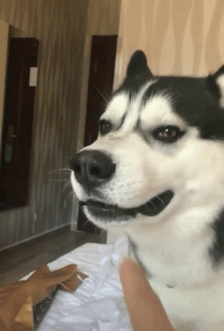 哈士奇委屈的表情,这表情包很给力啊!