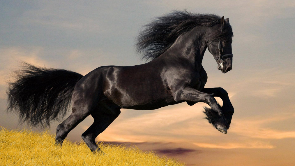 全世界最帅的马,仅此一匹,被誉为马界珍宝