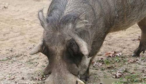 ����ʮ���ª����, �㿴������