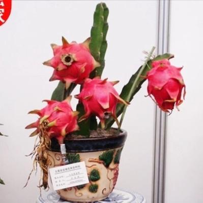 各种水果所富含的营养价值你们都知道吗?