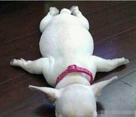 搞笑图片幽默段子笑话:这狗狗睡觉的姿势可真奇特,哈哈哈