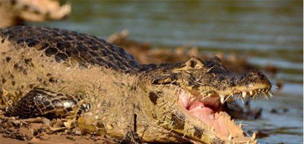 豪猪扎伤花豹、狮王和鳄鱼, 隔着屏幕都感觉疼, 唯有平头哥能治它