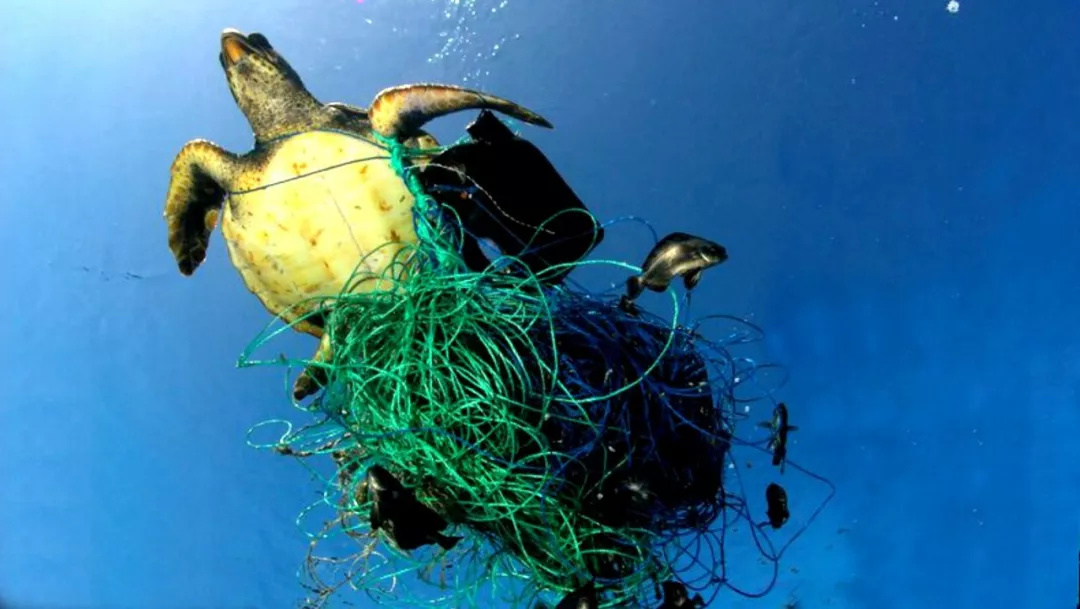地球正在变成“塑料星球” 而你扔掉的塑料袋，最终还会被你吃下去