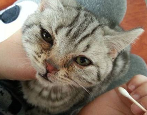 猫鼻支猫咪鼻子流水,猫鼻支鼻涕是什么颜色