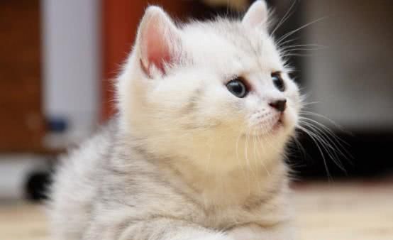 猫咪打喷嚏,流鼻涕怎么办?铲屎官要警惕患上这