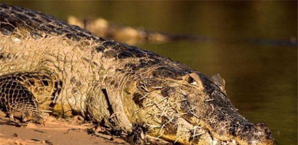 豪猪扎伤花豹、狮王和鳄鱼, 隔着屏幕都感觉疼, 唯有平头哥能治它