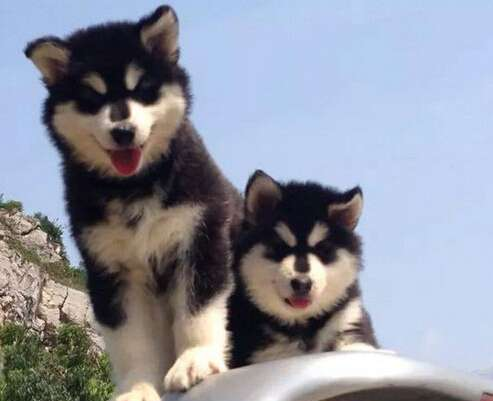 阿拉斯加犬长大会咬人吗 阿拉斯加犬适合家养