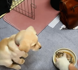 拉布拉多忍着不吃东西 猫猫一来气氛就尴尬了