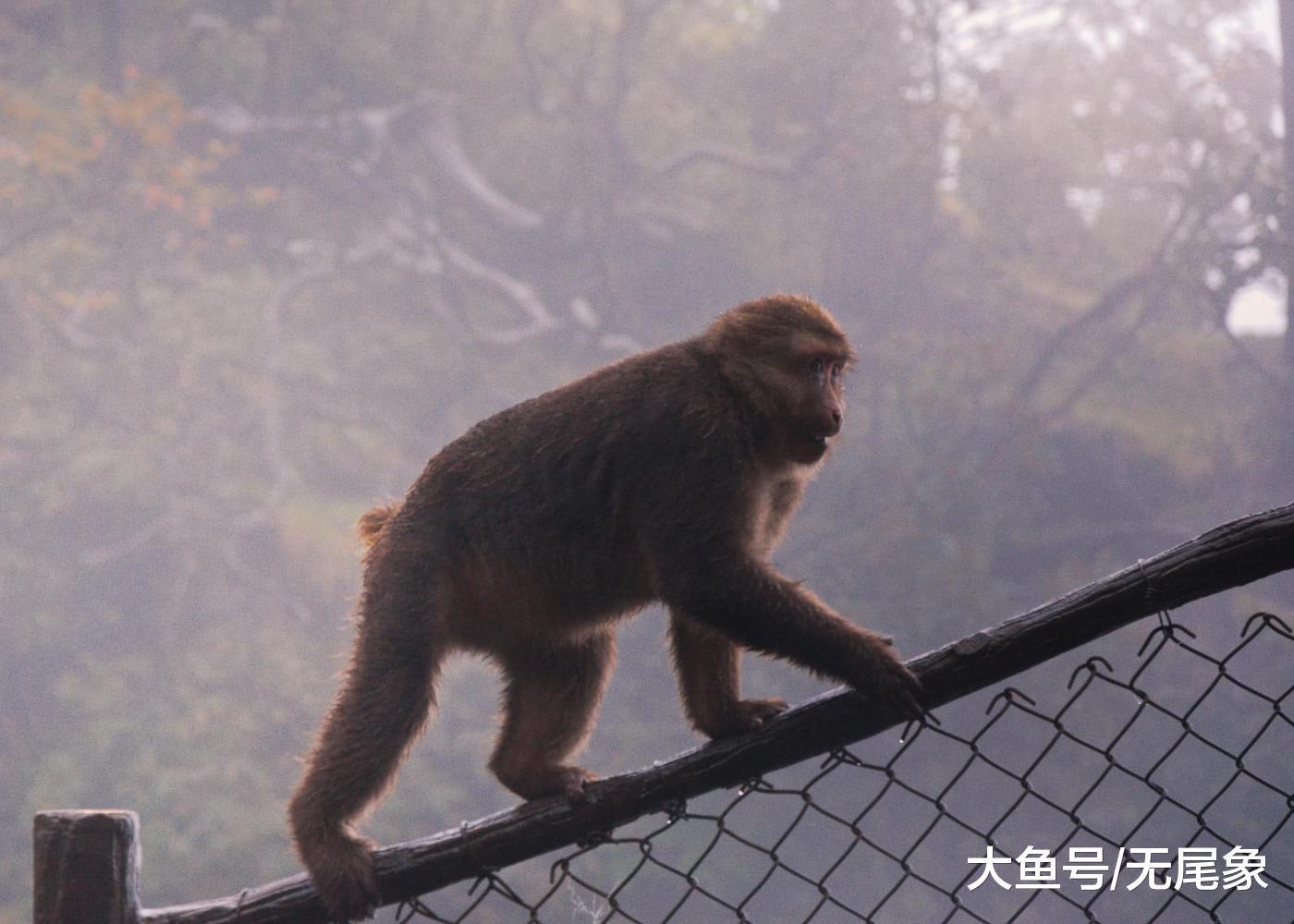 峨眉山肆无忌惮的猴子, 最怕的一人与一物