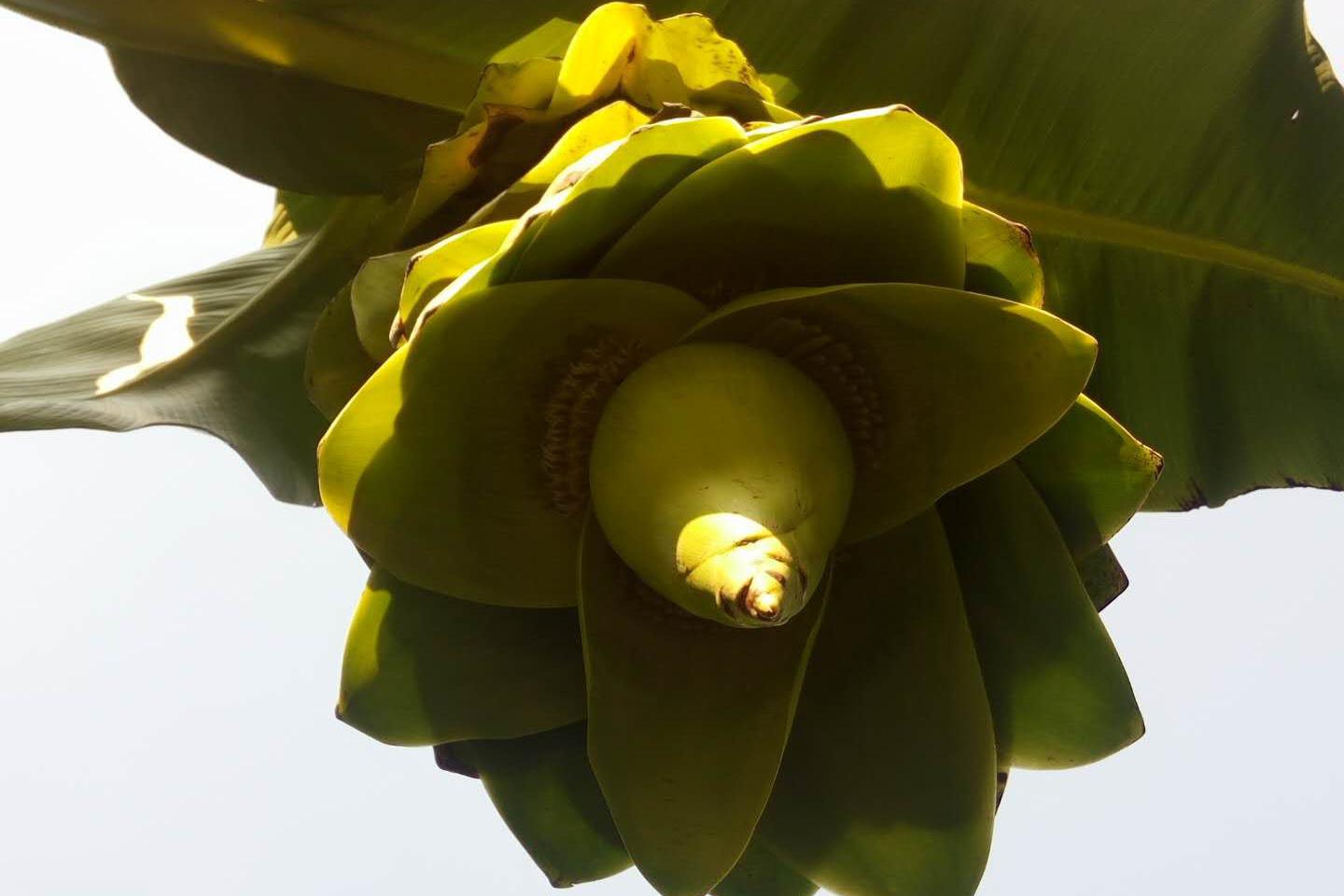 中国香蕉之乡广西浦北发现神奇香蕉树,你肯定